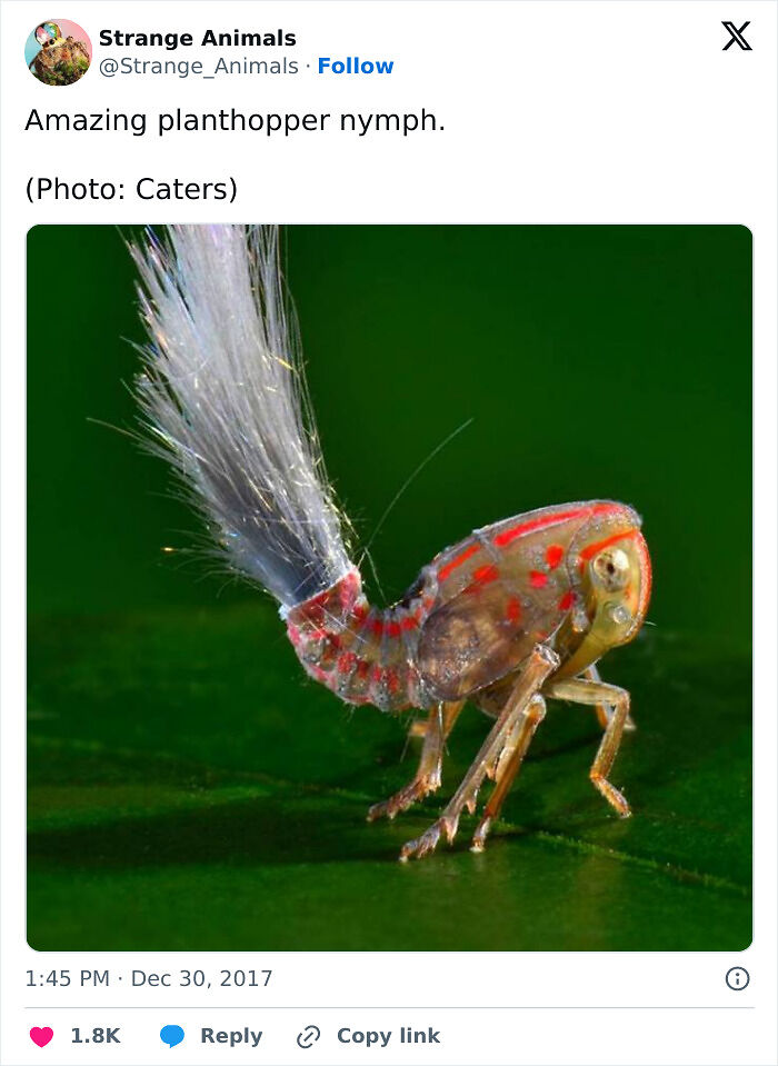 100 Rare And Bizarre Creatures That Prove Nature Has A Much Wilder Imagination Than We Do