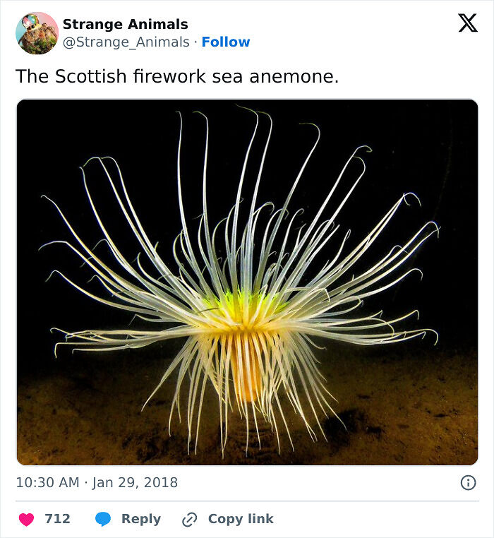 100 Rare And Bizarre Creatures That Prove Nature Has A Much Wilder Imagination Than We Do