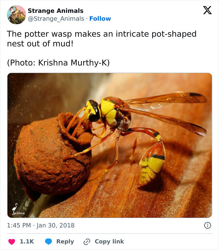 100 Rare And Bizarre Creatures That Prove Nature Has A Much Wilder Imagination Than We Do