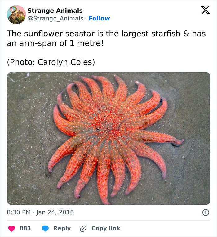 100 Rare And Bizarre Creatures That Prove Nature Has A Much Wilder Imagination Than We Do
