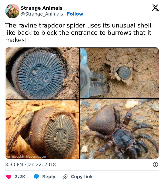 100 Rare And Bizarre Creatures That Prove Nature Has A Much Wilder Imagination Than We Do