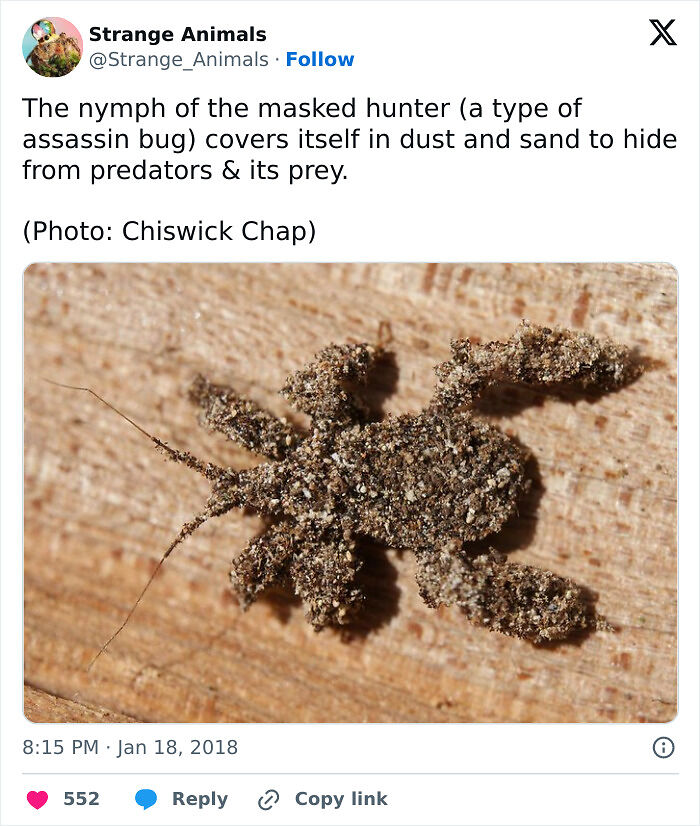 100 Rare And Bizarre Creatures That Prove Nature Has A Much Wilder Imagination Than We Do