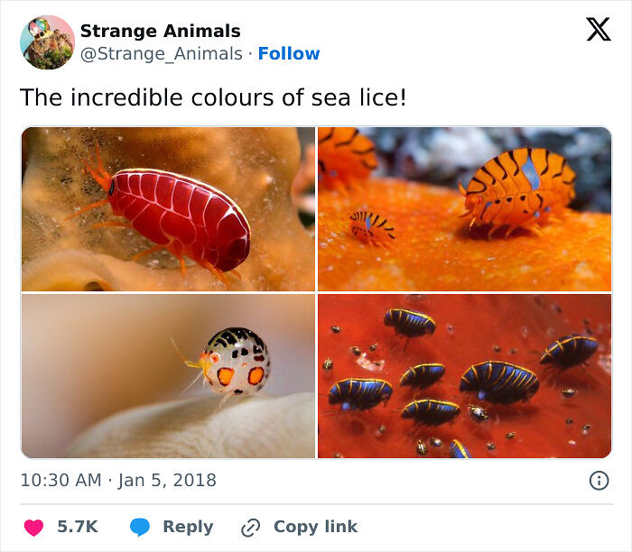 100 Rare And Bizarre Creatures That Prove Nature Has A Much Wilder Imagination Than We Do