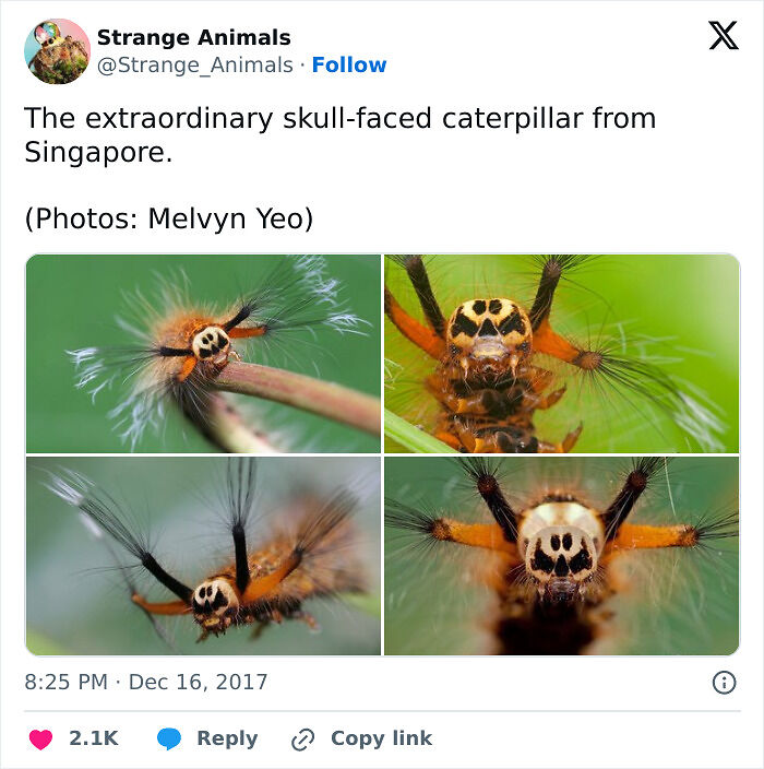 100 Rare And Bizarre Creatures That Prove Nature Has A Much Wilder Imagination Than We Do