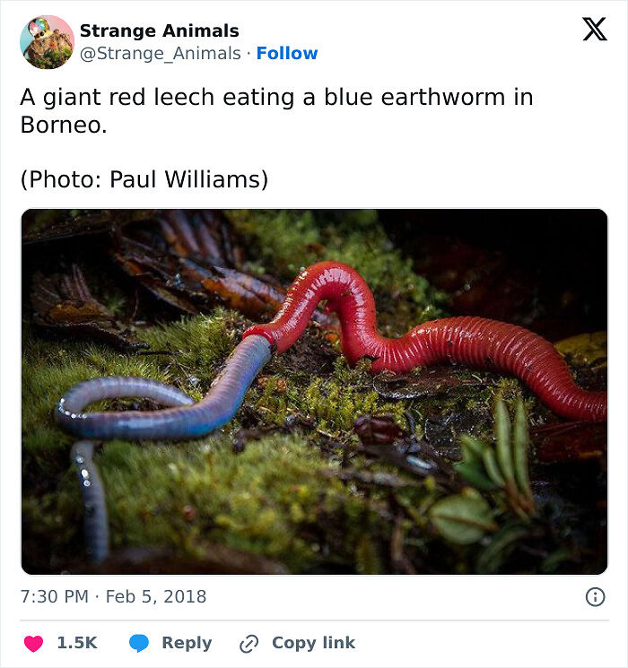 100 Rare And Bizarre Creatures That Prove Nature Has A Much Wilder Imagination Than We Do