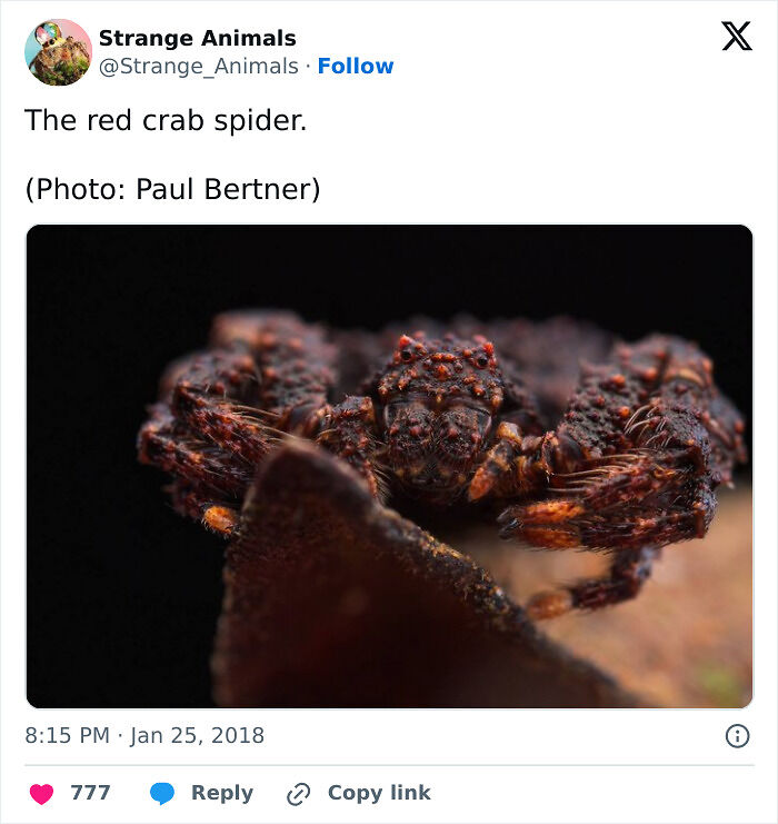 100 Rare And Bizarre Creatures That Prove Nature Has A Much Wilder Imagination Than We Do