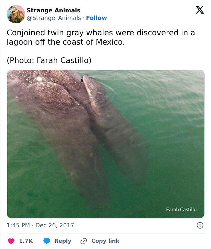 100 Rare And Bizarre Creatures That Prove Nature Has A Much Wilder Imagination Than We Do