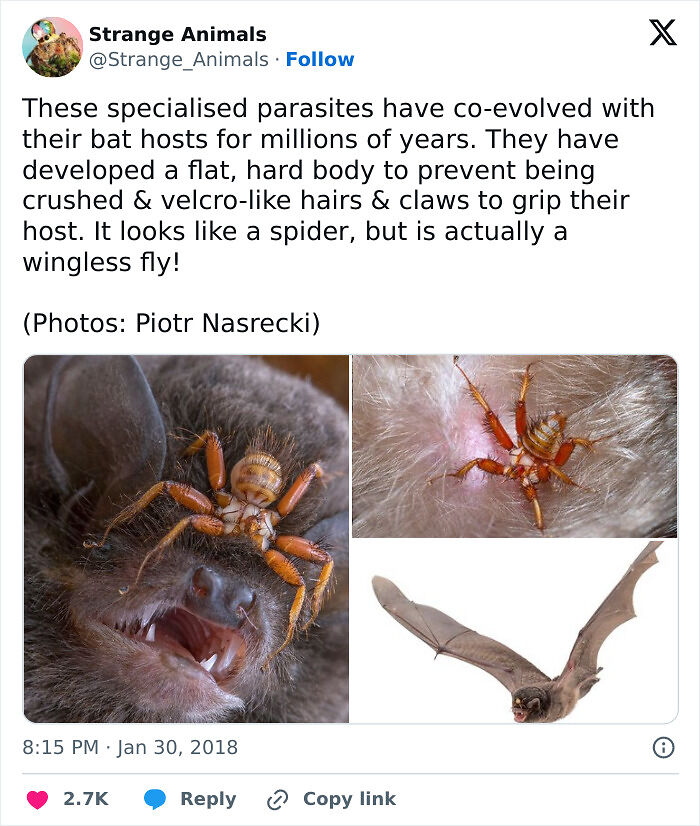 100 Rare And Bizarre Creatures That Prove Nature Has A Much Wilder Imagination Than We Do