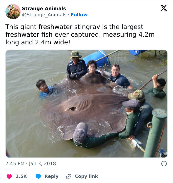 100 Rare And Bizarre Creatures That Prove Nature Has A Much Wilder Imagination Than We Do