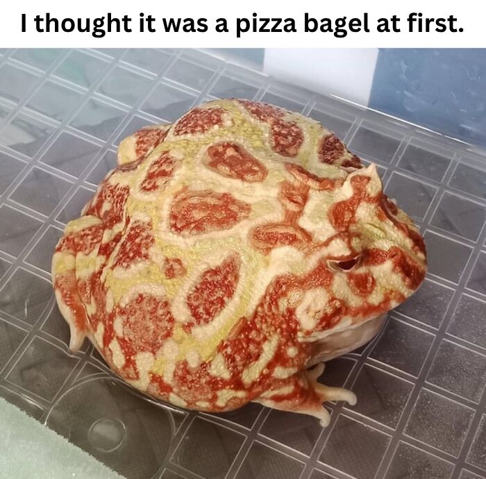 50 Fascinating Pics And Facts Shared By &ldquo;Biologist Michael&rdquo; That Might Change How You See The World