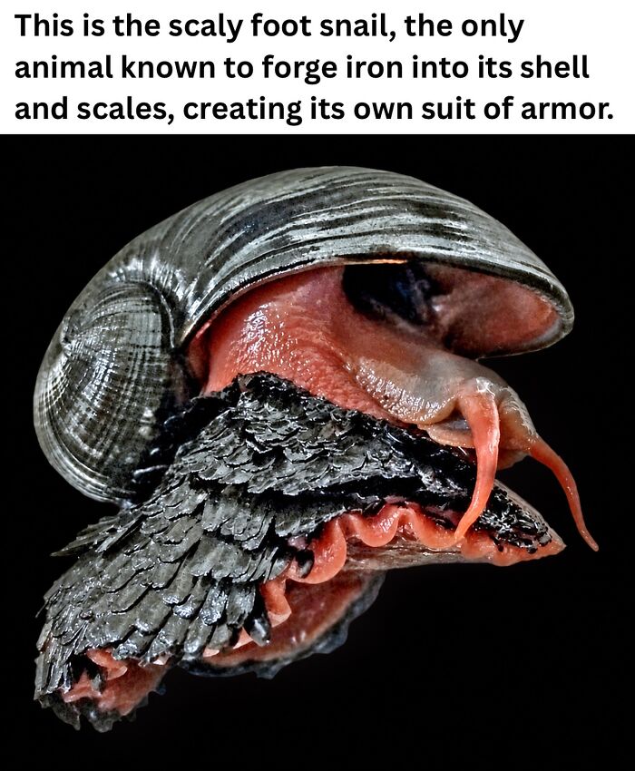 50 Fascinating Pics And Facts Shared By &ldquo;Biologist Michael&rdquo; That Might Change How You See The World
