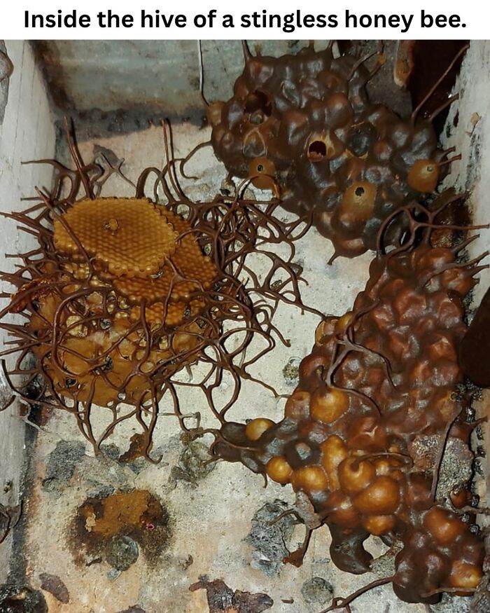 50 Fascinating Pics And Facts Shared By &ldquo;Biologist Michael&rdquo; That Might Change How You See The World