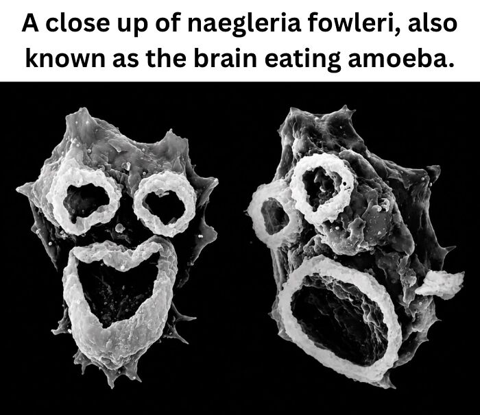 50 Fascinating Pics And Facts Shared By &ldquo;Biologist Michael&rdquo; That Might Change How You See The World