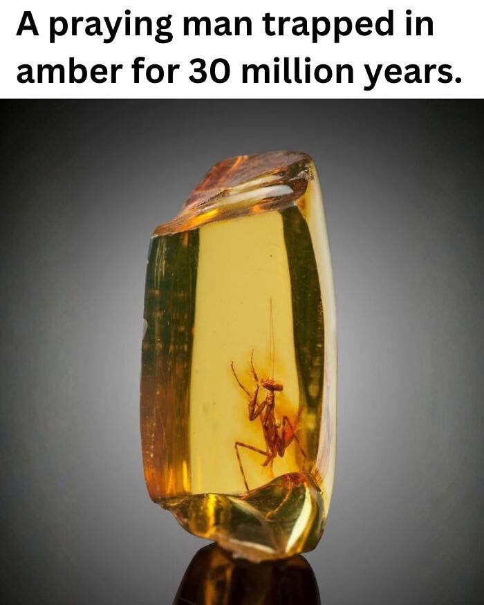 50 Fascinating Pics And Facts Shared By &ldquo;Biologist Michael&rdquo; That Might Change How You See The World
