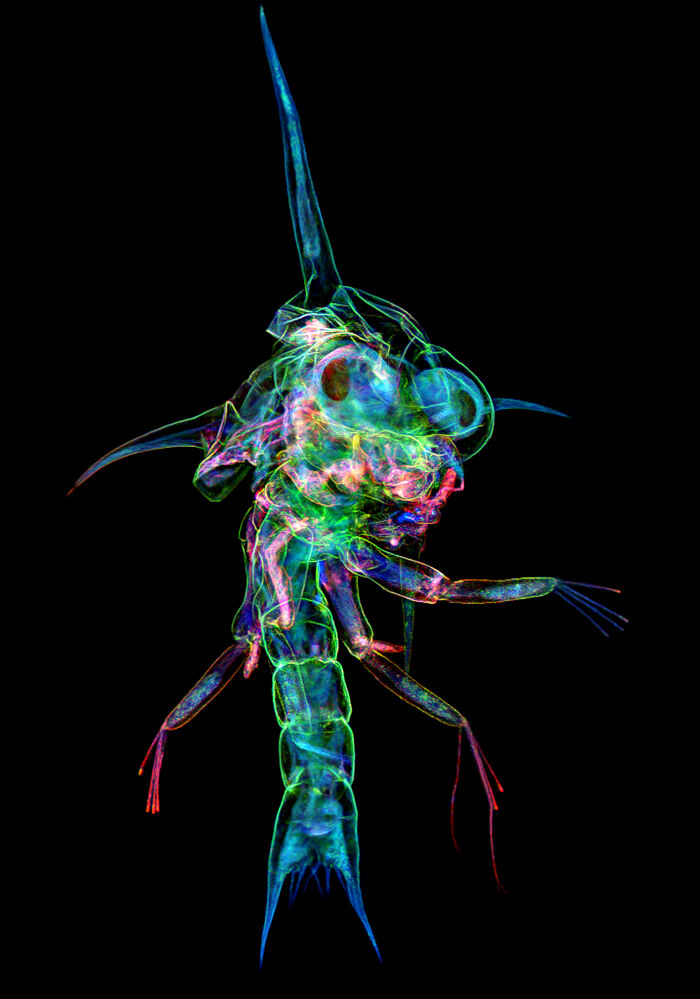 Evident Scientific’s 2025 Image Of The Year Award: 17 Pics Revealing The Beauty Of Science Evident Scientific’s 2025 Image Of The Year Award: 17 Pics Revealing The Beauty Of Science