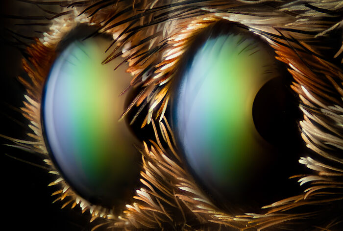 Evident Scientific’s 2025 Image Of The Year Award: 17 Pics Revealing The Beauty Of Science Evident Scientific’s 2025 Image Of The Year Award: 17 Pics Revealing The Beauty Of Science