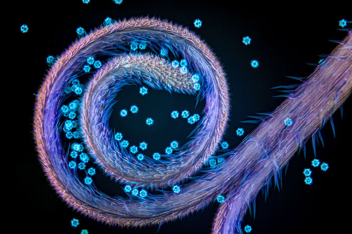 Evident Scientific’s 2025 Image Of The Year Award: 17 Pics Revealing The Beauty Of Science Evident Scientific’s 2025 Image Of The Year Award: 17 Pics Revealing The Beauty Of Science