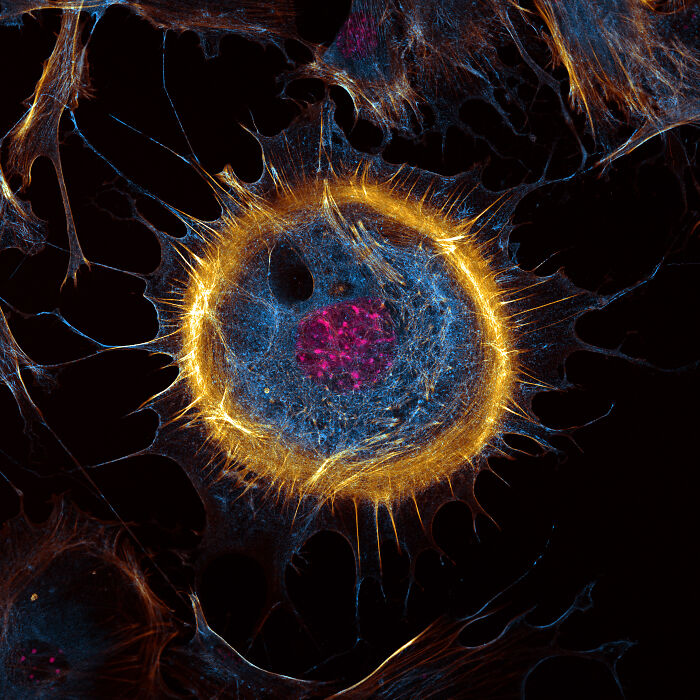 Evident Scientific’s 2025 Image Of The Year Award: 17 Pics Revealing The Beauty Of Science Evident Scientific’s 2025 Image Of The Year Award: 17 Pics Revealing The Beauty Of Science