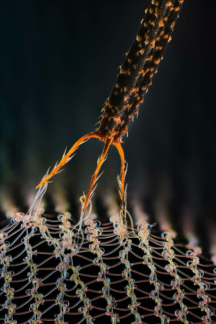 Evident Scientific’s 2025 Image Of The Year Award: 17 Pics Revealing The Beauty Of Science Evident Scientific’s 2025 Image Of The Year Award: 17 Pics Revealing The Beauty Of Science