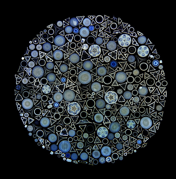 Evident Scientific’s 2025 Image Of The Year Award: 17 Pics Revealing The Beauty Of Science Evident Scientific’s 2025 Image Of The Year Award: 17 Pics Revealing The Beauty Of Science