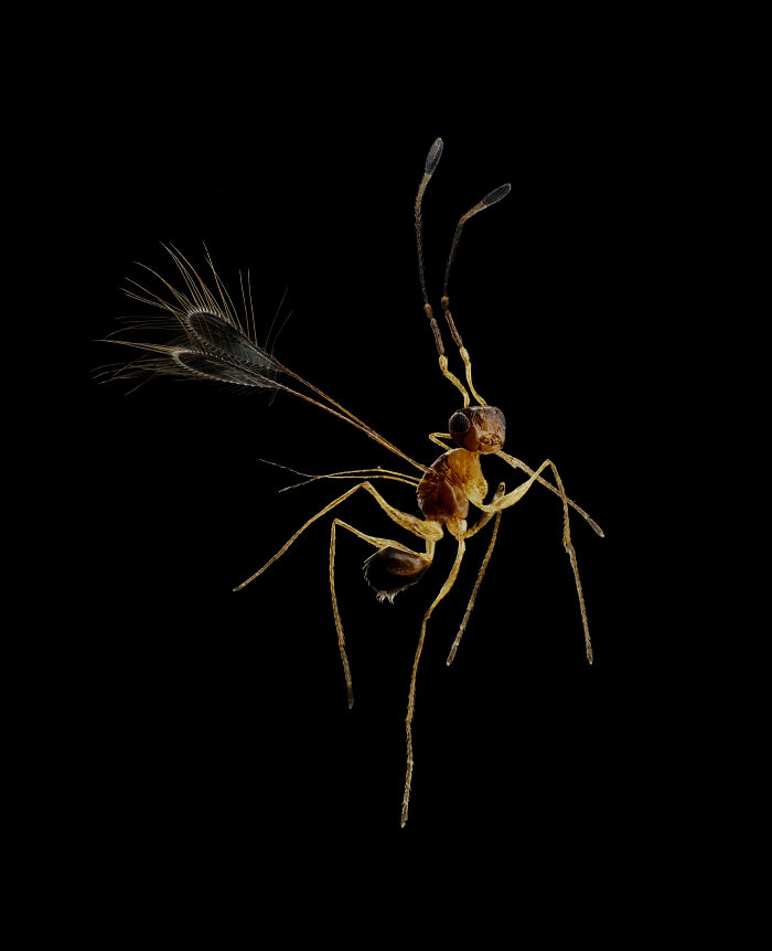 Evident Scientific’s 2025 Image Of The Year Award: 17 Pics Revealing The Beauty Of Science Evident Scientific’s 2025 Image Of The Year Award: 17 Pics Revealing The Beauty Of Science
