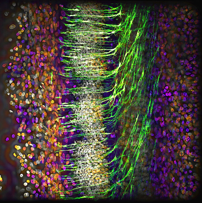 Evident Scientific’s 2025 Image Of The Year Award: 17 Pics Revealing The Beauty Of Science Evident Scientific’s 2025 Image Of The Year Award: 17 Pics Revealing The Beauty Of Science