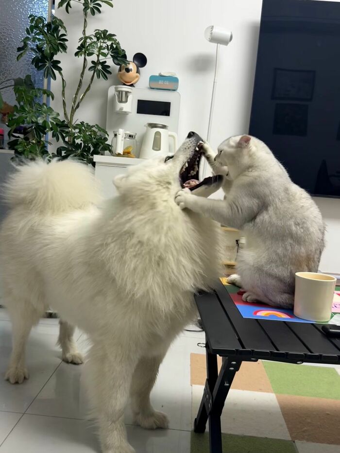 This Facebook Page Shares The Most Ridiculously Funny Dog Photos To Help You De-Stress (30 New Pics)