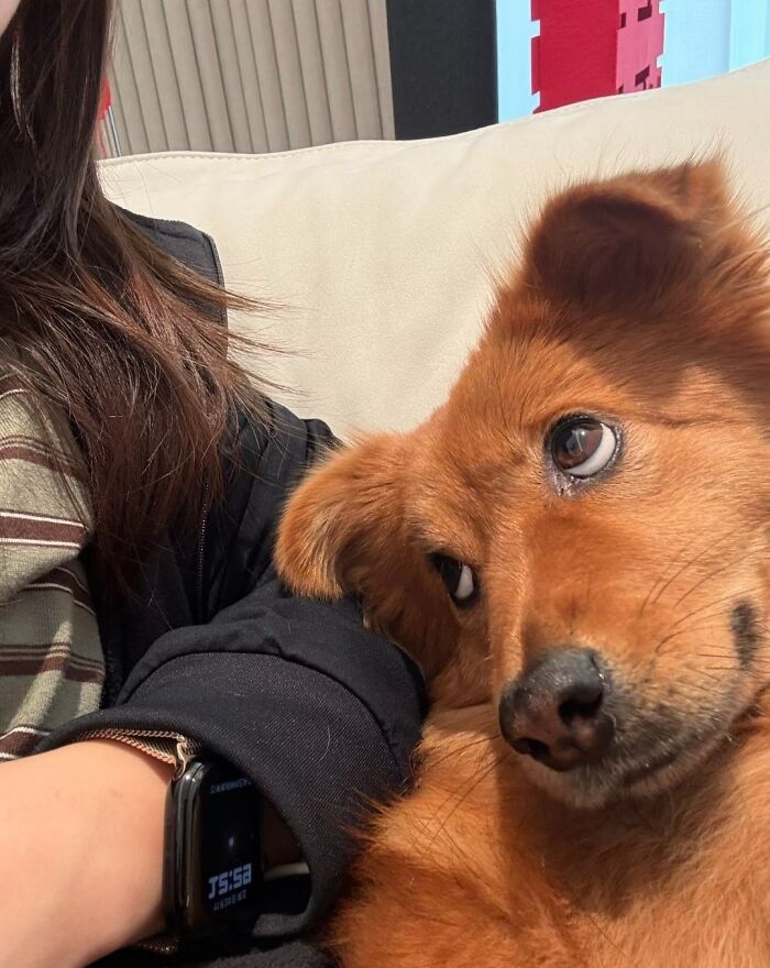This Facebook Page Shares The Most Ridiculously Funny Dog Photos To Help You De-Stress (30 New Pics)