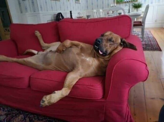 This Facebook Page Shares The Most Ridiculously Funny Dog Photos To Help You De-Stress (30 New Pics)