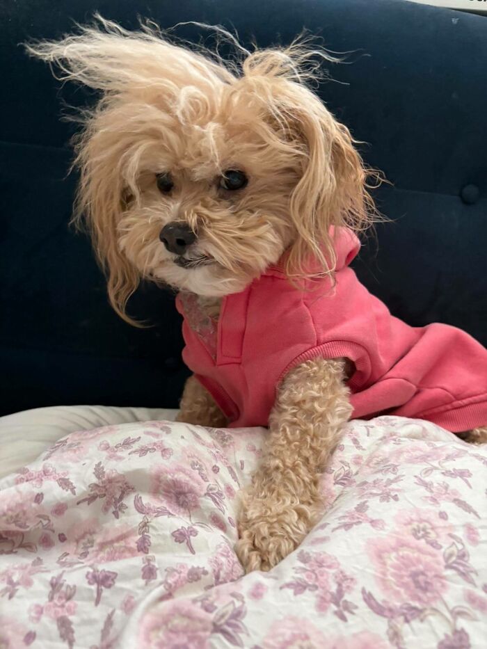 This Facebook Page Shares The Most Ridiculously Funny Dog Photos To Help You De-Stress (30 New Pics)