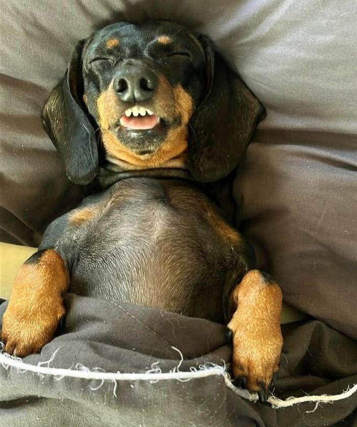 This Facebook Page Shares The Most Ridiculously Funny Dog Photos To Help You De-Stress (30 New Pics)
