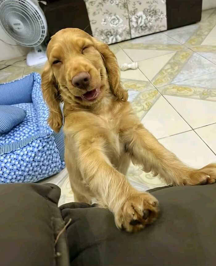 This Facebook Page Shares The Most Ridiculously Funny Dog Photos To Help You De-Stress (30 New Pics)