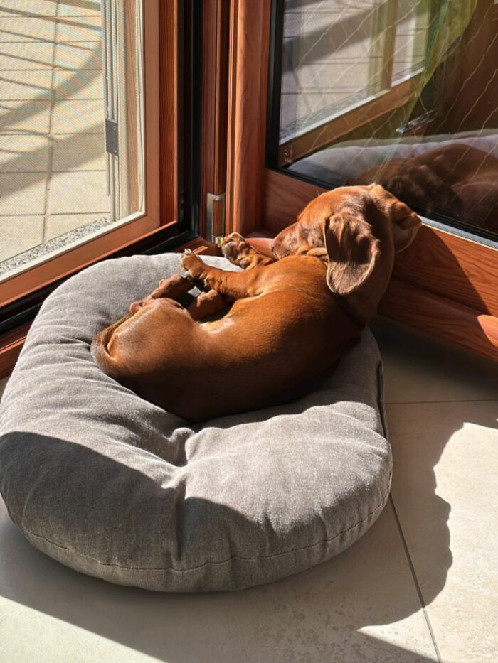This Facebook Page Shares The Most Ridiculously Funny Dog Photos To Help You De-Stress (30 New Pics)