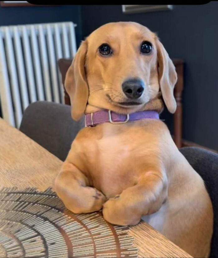 This Facebook Page Shares The Most Ridiculously Funny Dog Photos To Help You De-Stress (30 New Pics)