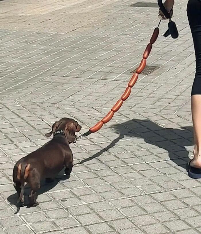 This Facebook Page Shares The Most Ridiculously Funny Dog Photos To Help You De-Stress (30 New Pics)