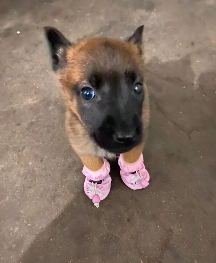 This Facebook Page Shares The Most Ridiculously Funny Dog Photos To Help You De-Stress (30 New Pics)