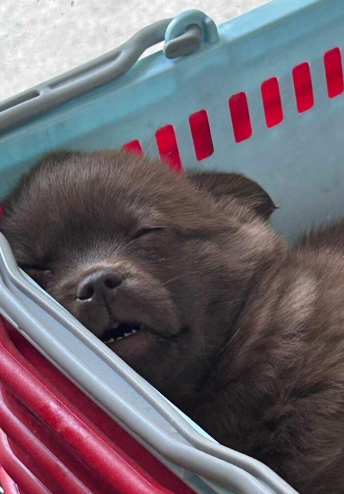 This Facebook Page Shares The Most Ridiculously Funny Dog Photos To Help You De-Stress (30 New Pics)
