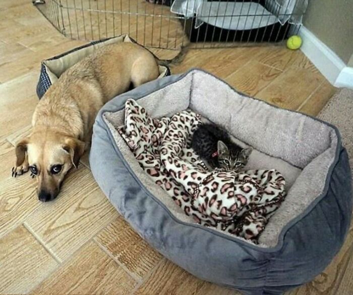 This Facebook Page Shares The Most Ridiculously Funny Dog Photos To Help You De-Stress (30 New Pics)