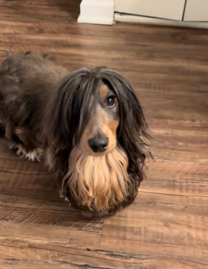 This Facebook Page Shares The Most Ridiculously Funny Dog Photos To Help You De-Stress (30 New Pics)