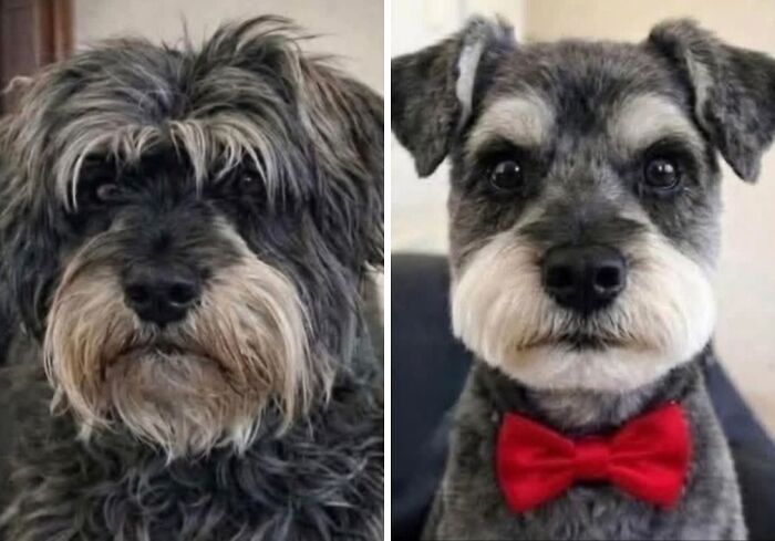 This Facebook Page Shares The Most Ridiculously Funny Dog Photos To Help You De-Stress (30 New Pics)