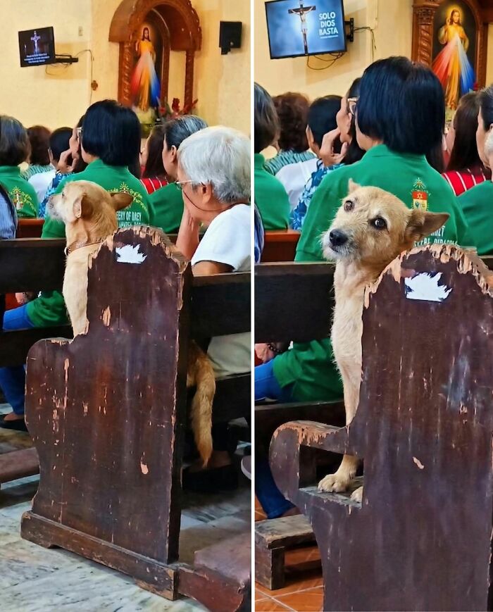 This Facebook Page Shares The Most Ridiculously Funny Dog Photos To Help You De-Stress (30 New Pics)