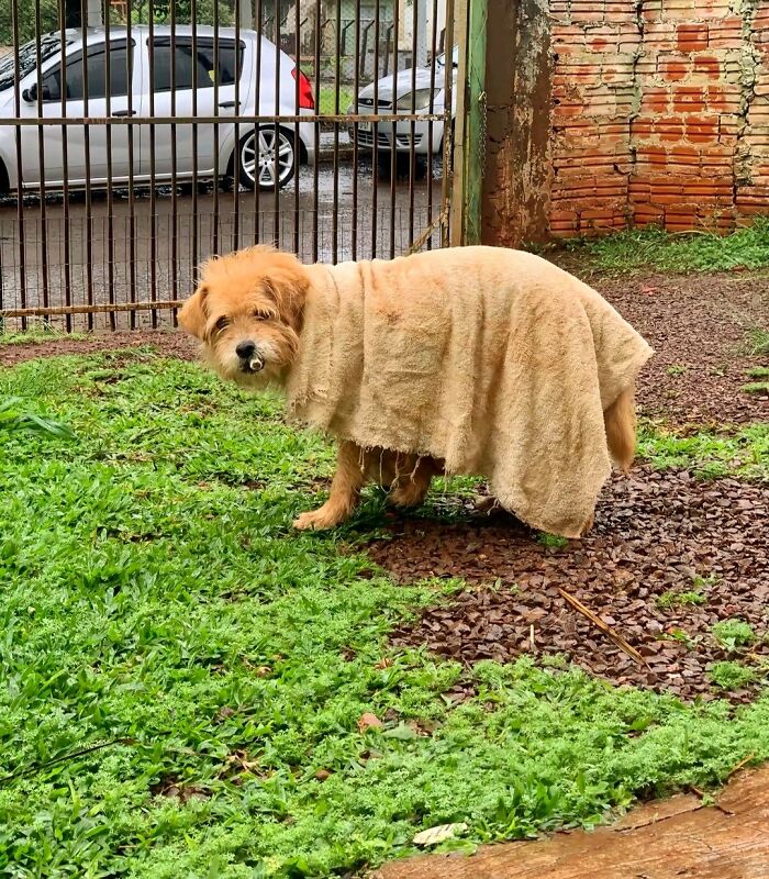 This Facebook Page Shares The Most Ridiculously Funny Dog Photos To Help You De-Stress (30 New Pics)