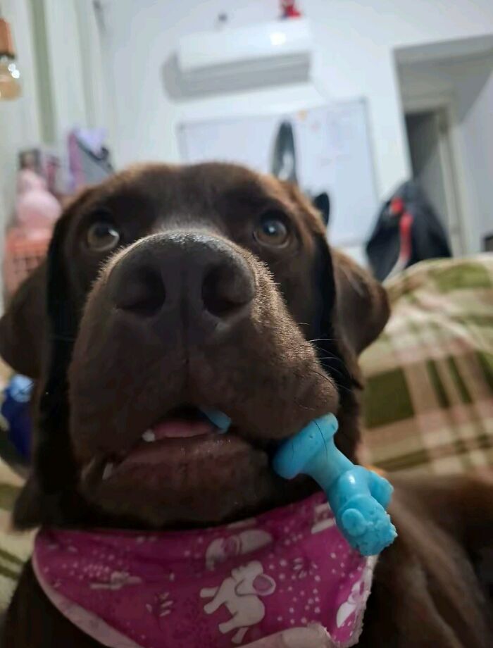 This Facebook Page Shares The Most Ridiculously Funny Dog Photos To Help You De-Stress (30 New Pics)