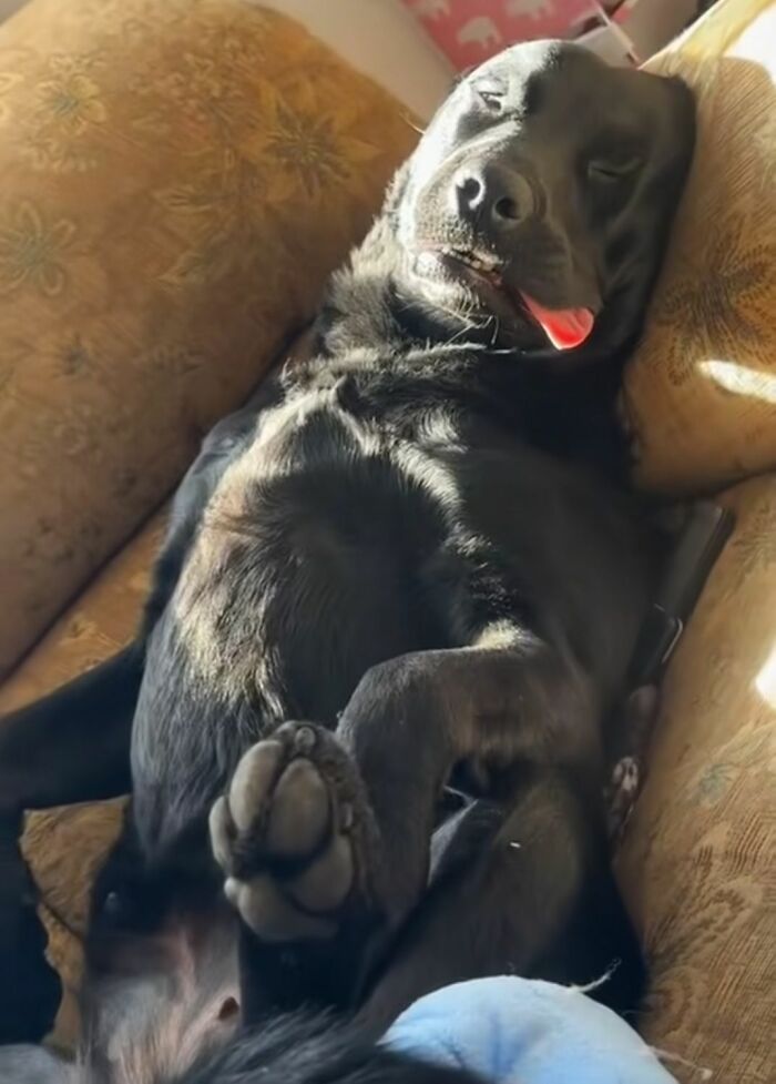 This Facebook Page Shares The Most Ridiculously Funny Dog Photos To Help You De-Stress (30 New Pics)