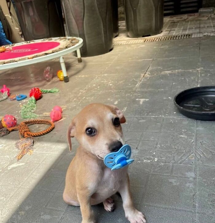 This Facebook Page Shares The Most Ridiculously Funny Dog Photos To Help You De-Stress (30 New Pics)