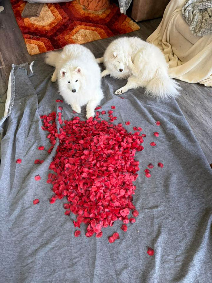 Couple Leaves Behind Fake Petals On Beach After Proposal, Sparks Fury After Photographer Exposes Them Couple Leaves Behind Fake Petals On Beach After Proposal, Sparks Fury After Photographer Exposes Them