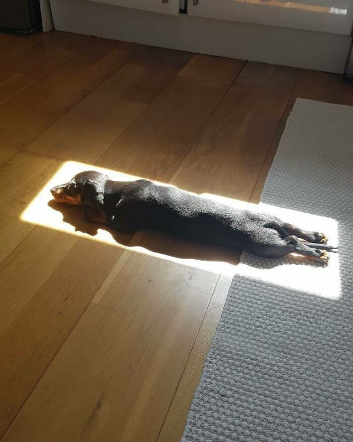75 Incredibly Adorable Photos Of Animals Sunbathing That Might Heal Your Soul (New Pics)