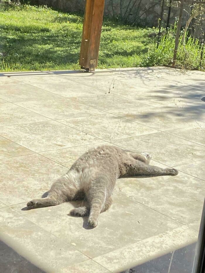 75 Incredibly Adorable Photos Of Animals Sunbathing That Might Heal Your Soul (New Pics)
