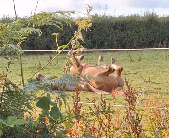 75 Incredibly Adorable Photos Of Animals Sunbathing That Might Heal Your Soul (New Pics)
