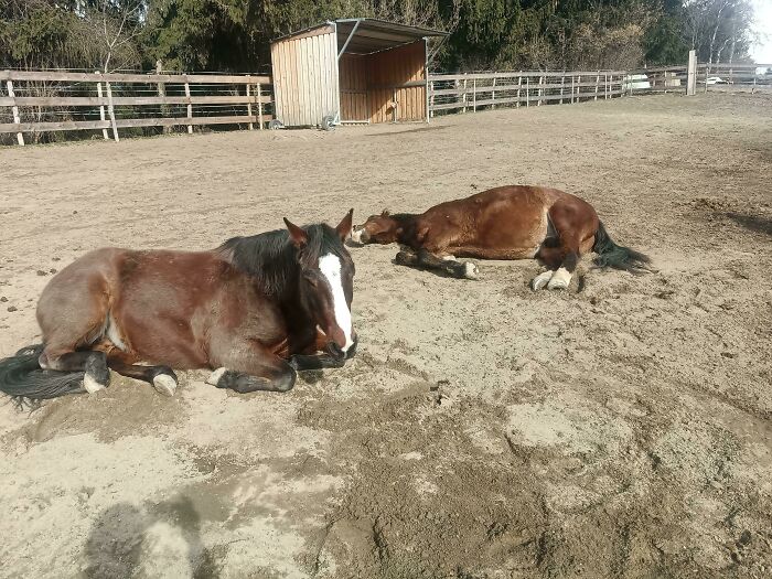 75 Incredibly Adorable Photos Of Animals Sunbathing That Might Heal Your Soul (New Pics)